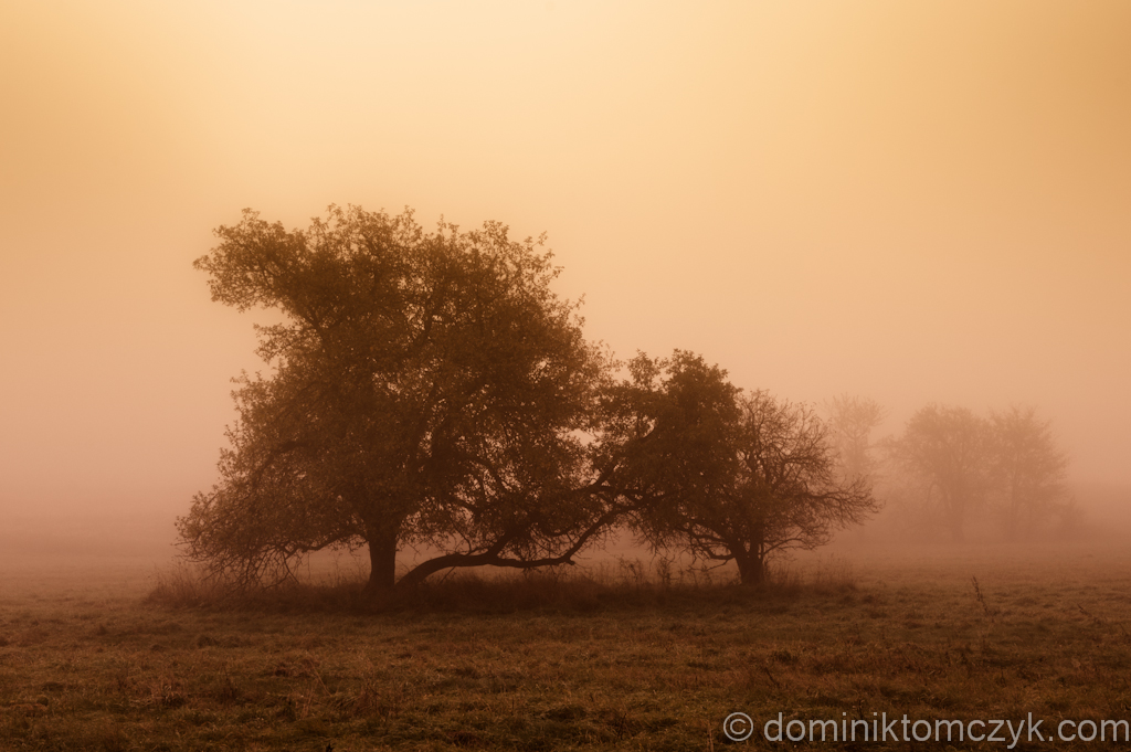 Dachany, Roztocze, świt, dawn, Nikon D700, mgła, fog, wschód słońca, sunrise, krajobraz, landscape, black and white, B&W, black&white