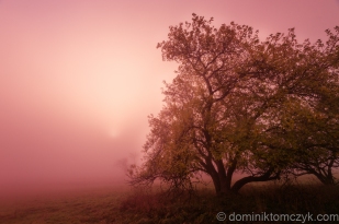 Dachany, Roztocze, świt, dawn, Nikon D700, mgła, fog, wschód słońca, sunrise, krajobraz, landscape, black and white, B&W, black&white